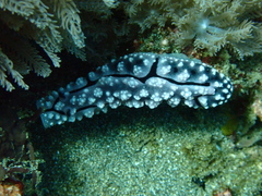 Phyllidiopsis