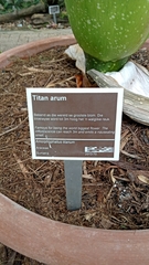 Amorphophallus titanum