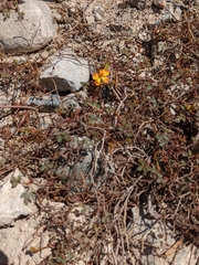 Hoffmannseggia viscosa