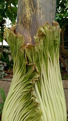 Amorphophallus titanum