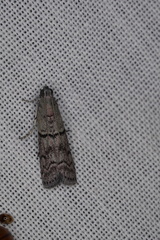 Cryptoblabes euraphella
