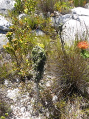 Phaenocoma prolifera