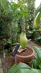 Amorphophallus titanum