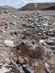 Hoffmannseggia viscosa