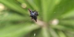 Gasteracantha