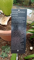 Amorphophallus titanum