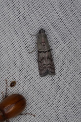 Cryptoblabes euraphella