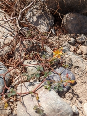 Hoffmannseggia viscosa