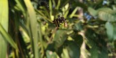 Gasteracantha diadesmia