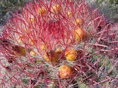 Ferocactus pilosus
