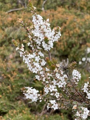 Epacris serpyllifolia