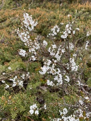 Epacris serpyllifolia