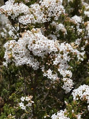 Epacris serpyllifolia