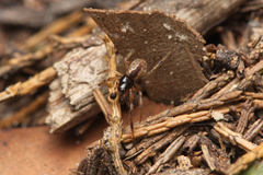 Theridion theridioides