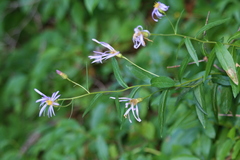 Eucephalus ledophyllus ledophyllus