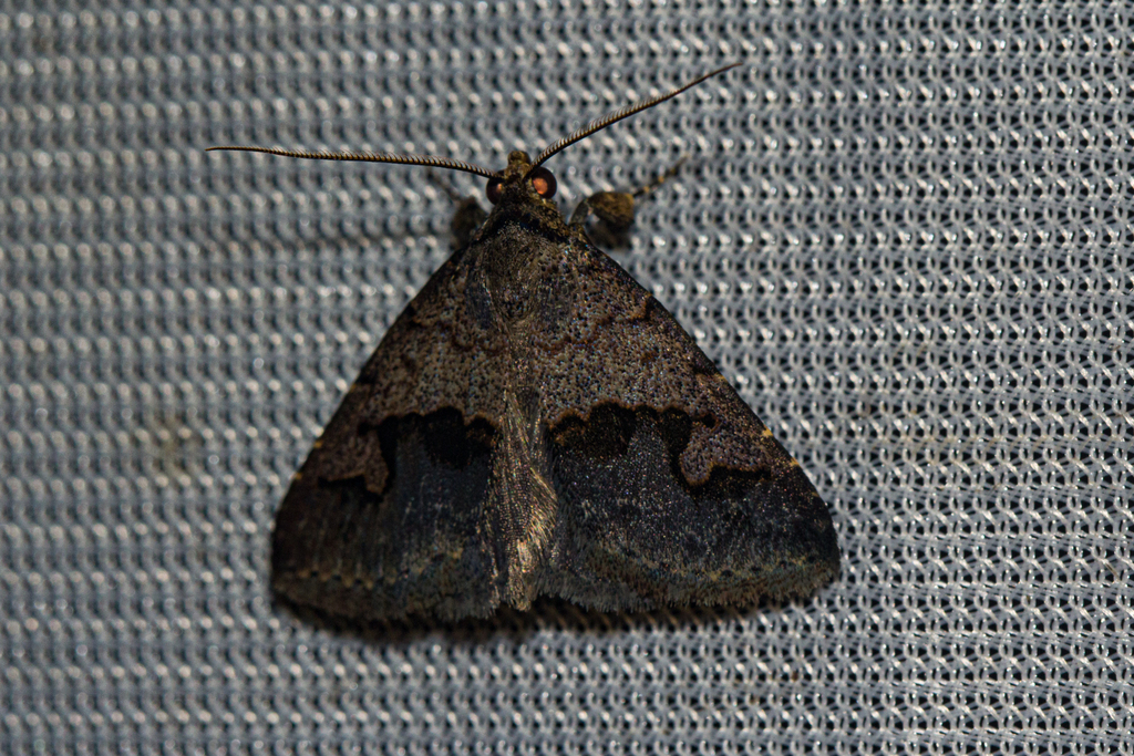 Baniana culminifera