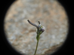 Cardamine bellidifolia