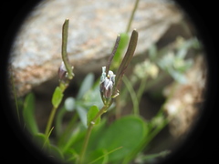 Cardamine bellidifolia