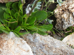 Cardamine bellidifolia
