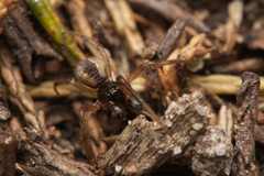 Theridion theridioides