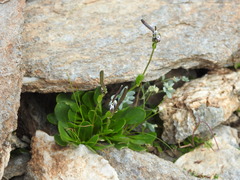 Cardamine bellidifolia