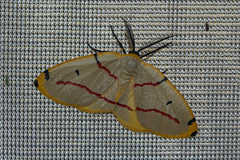 Phoenicocampa rubrifasciata