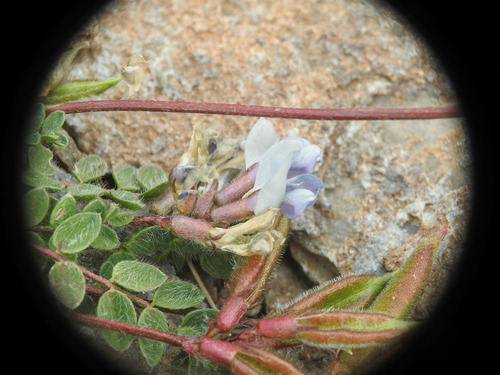 Image of Oxytropis helvetica by (c) Yves Bas, some rights reserved (CC BY)