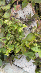 Mikania micrantha