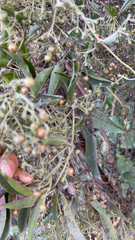 Paederia foetida