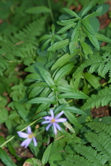 Eucephalus ledophyllus ledophyllus