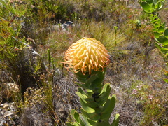 Leucospermum
