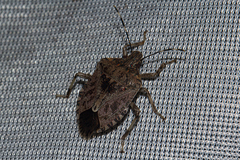 Halyomorpha