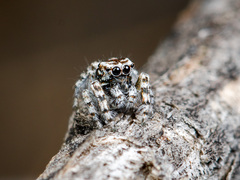 Pseudomogrus albocinctus