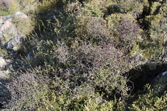 Corokia cotoneaster