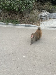 Macaca mulatta