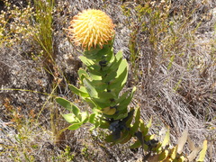 Leucospermum