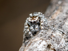 Pseudomogrus albocinctus