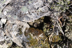 Oligosoma polychroma