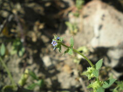 Asperugo procumbens