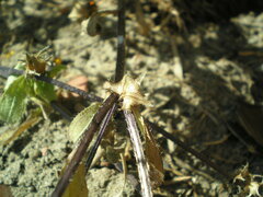 Asperugo procumbens