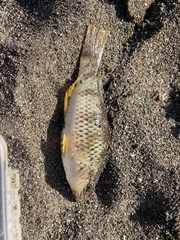 Notolabrus celidotus