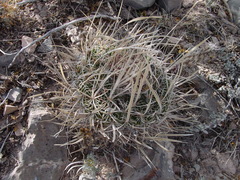 Echinofossulocactus lloydii