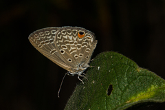 Euchrysops malathana
