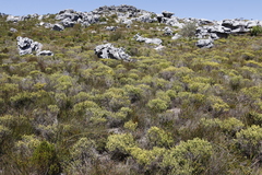Aspalathus ericifolia ericifolia