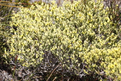 Aspalathus ericifolia ericifolia