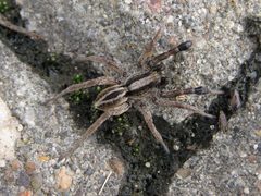 Alopecosa cuneata