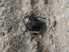 Sehirus luctuosus