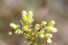 Scythris scopolella