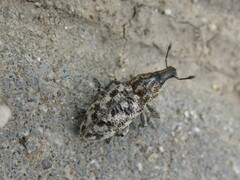 Cyphocleonus dealbatus