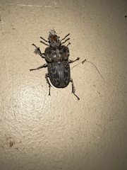Ryssonotus nebulosus